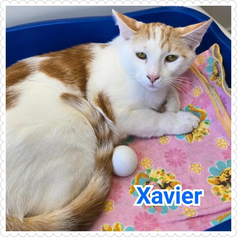 Xavier thumbnail 3