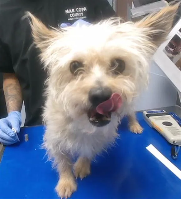 An adult small-sized male Cairn Terrier dog named Henry for adoption in Phoenix, AZ