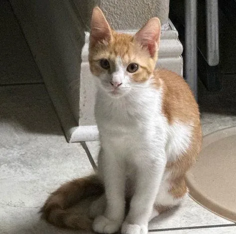 Kimchi Bondedtominu thumbnail 2