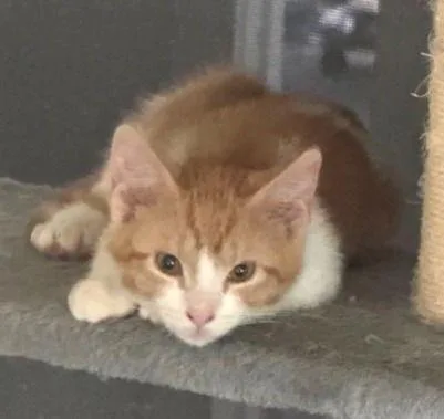 Kimchi Bondedtominu thumbnail 3