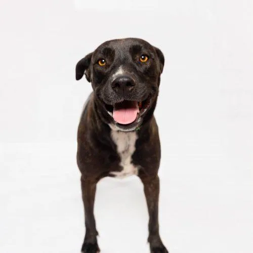 A young medium-sized female Black Pit Bull Terrier dog named Samoa for adoption in Sullivan City, TX