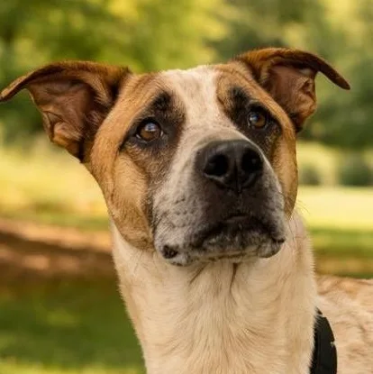 Bojangles thumbnail 3