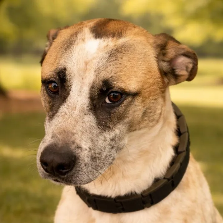 Bojangles thumbnail 4