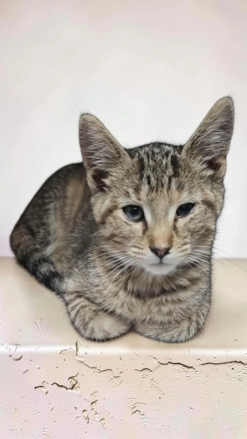 A young medium-sized male Domestic Short Hair cat named Gerry for adoption in Sullivan, IN
