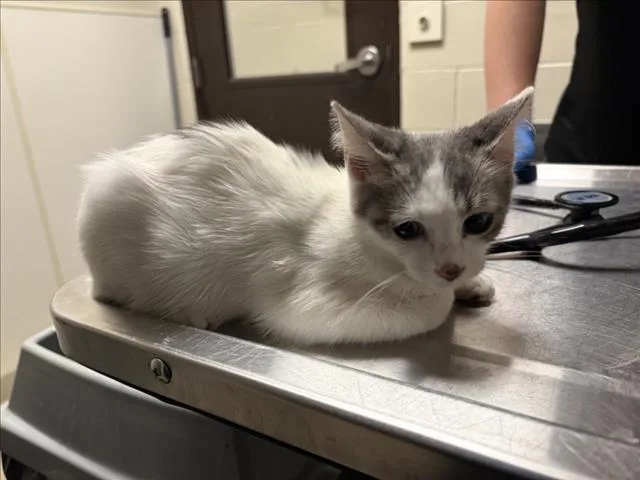 A baby small-sized female Domestic Short Hair cat named Furry for adoption in Chapel Hill, NC
