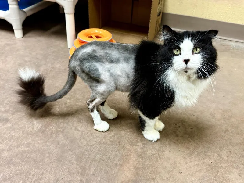 Kilkenny thumbnail 4