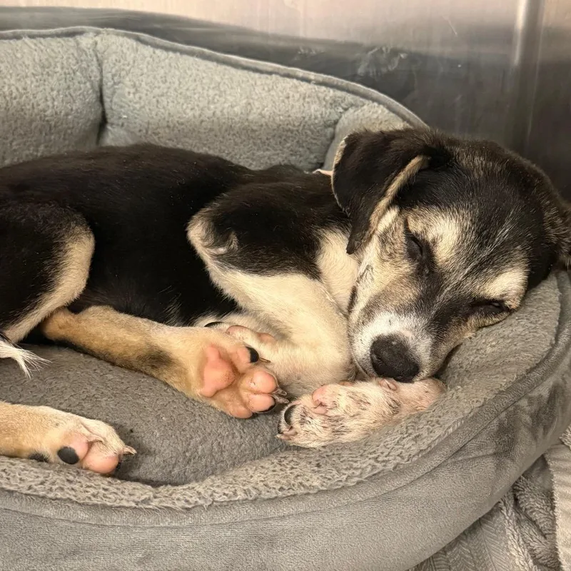 A baby medium-sized female Black Anatolian Shepherd dog named Maja for adoption in Austin, TX