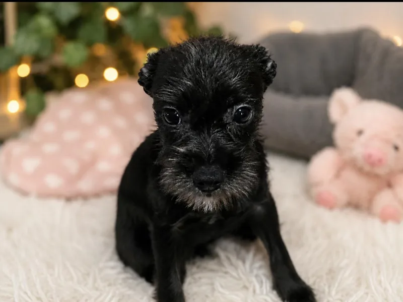 A baby medium-sized female Black Miniature Schnauzer dog named Porsche for adoption in Brookeville, MD