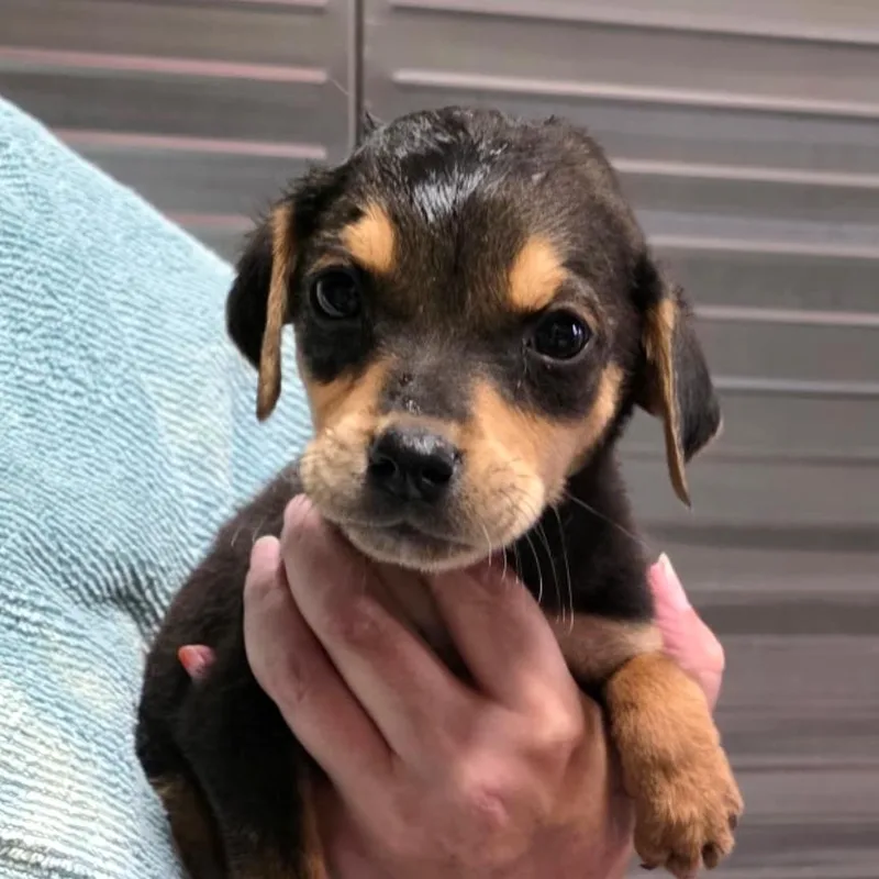 A baby medium-sized male Golden Retriever dog named River Pup Male for adoption in Fairfax, VA