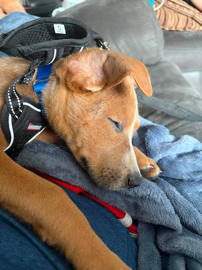 A baby medium-sized male Red / Chestnut / Orange Hound dog named Pumpkin for adoption in Palos Heights, IL