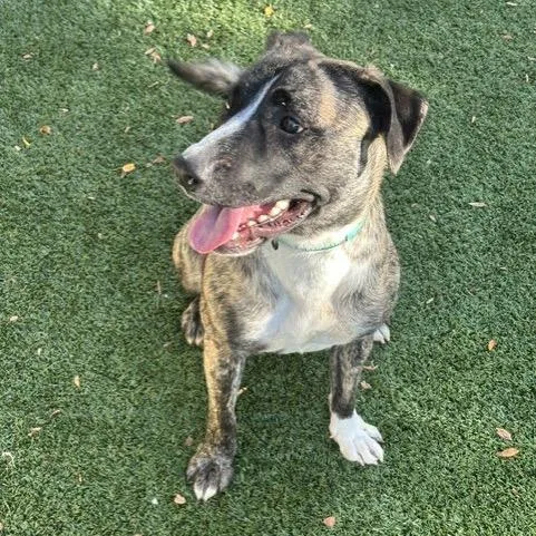 A young medium-sized male Brindle Mountain Cur dog named Ducky for adoption in Indianapolis, IN