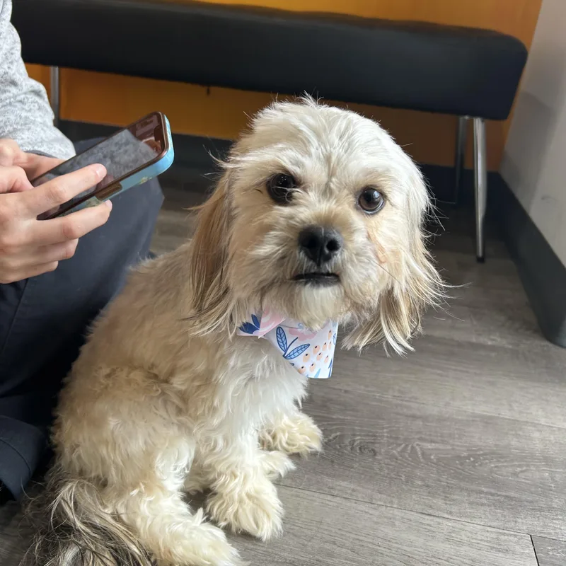 A young small-sized female Yellow / Tan / Blond / Fawn Lhasa Apso dog named Lola Marie for adoption in Houston, TX
