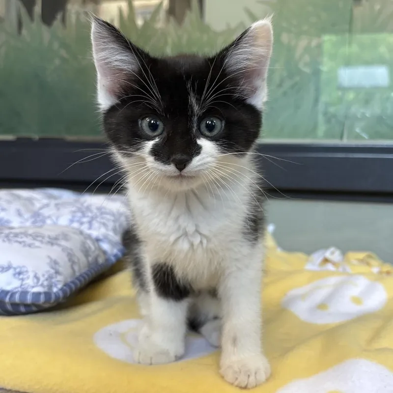 A baby small-sized male Black Domestic Short Hair cat named Java for adoption in Naperville, IL
