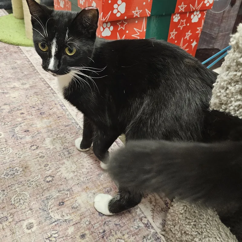 Polkadot thumbnail 2