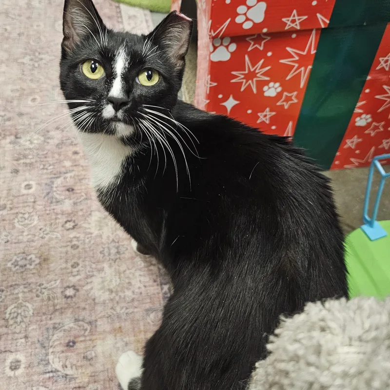 Polkadot thumbnail 3