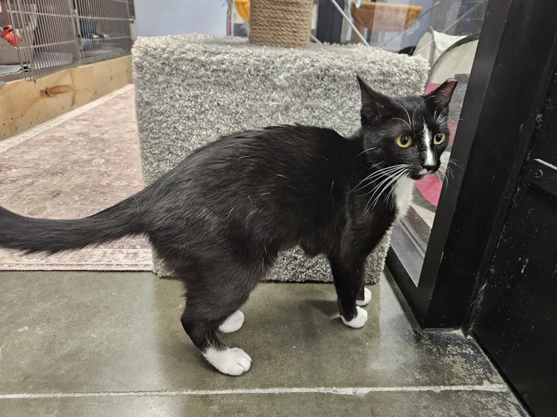 A young medium-sized female Black & White / Tuxedo Tuxedo cat named Polkadot for adoption in Richmond, VA