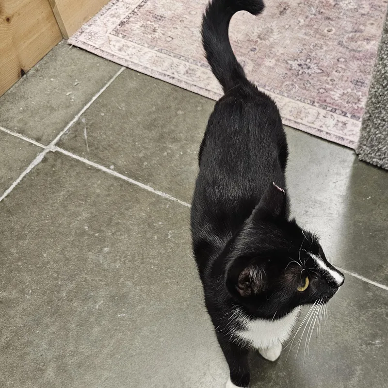 Polkadot thumbnail 4