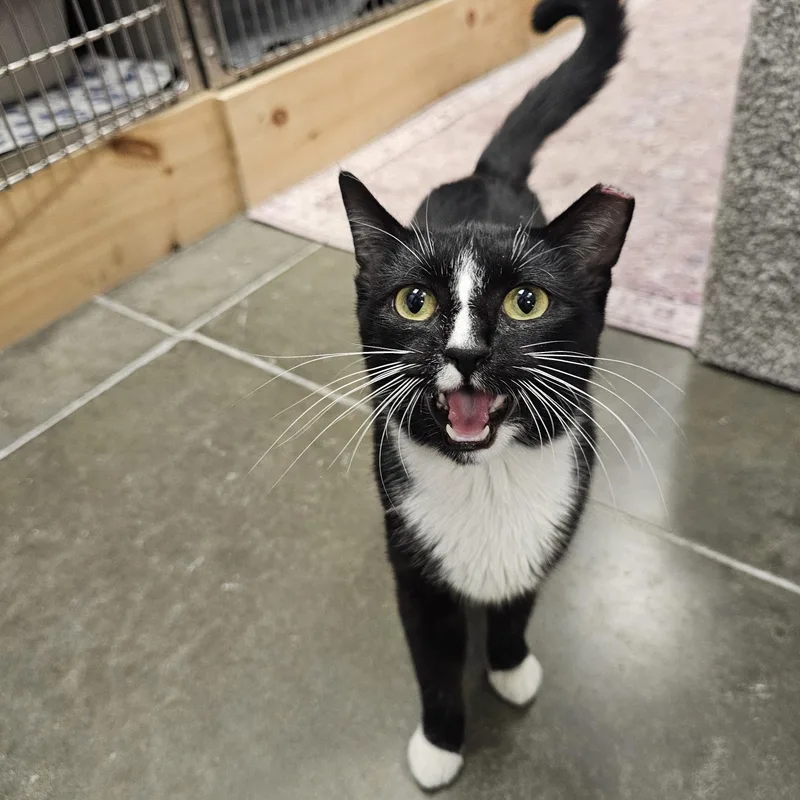 Polkadot thumbnail 5