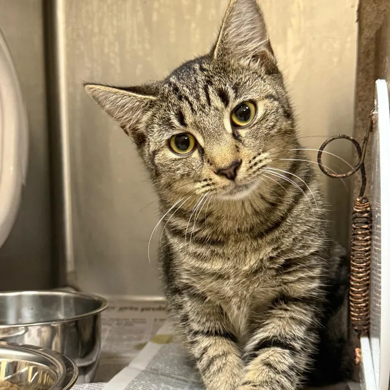 A young medium-sized female Domestic Medium Hair cat named Mother of Pearl for adoption in Winston-Salem, NC