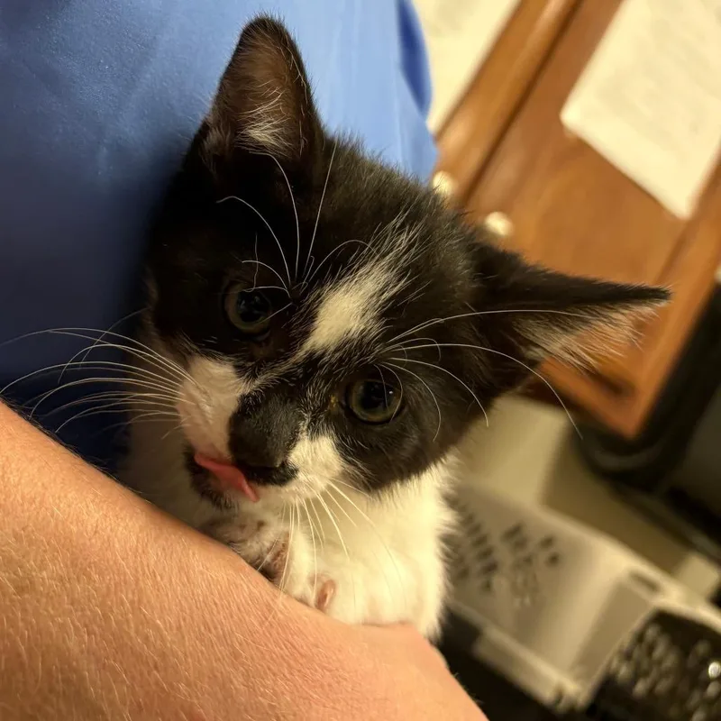 A baby small-sized male Black Domestic Short Hair cat named Pebbles  U for adoption in Tupelo, MS