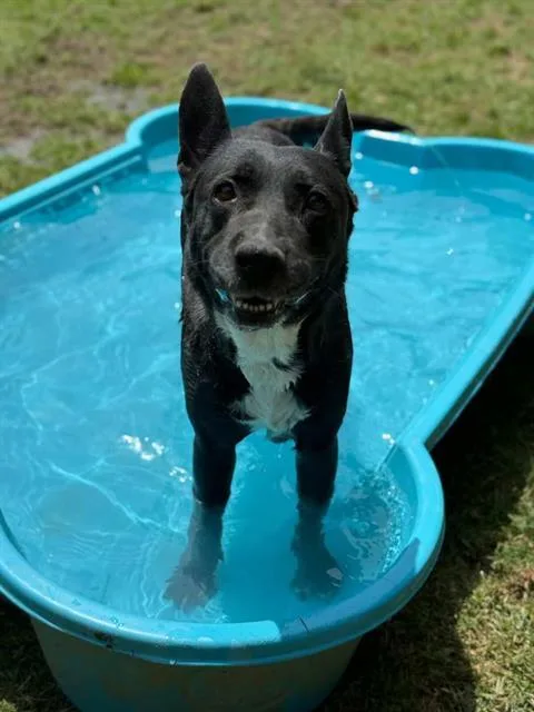 An adult medium-sized female Shepherd dog named Mama Berry for adoption in Riverside, CA