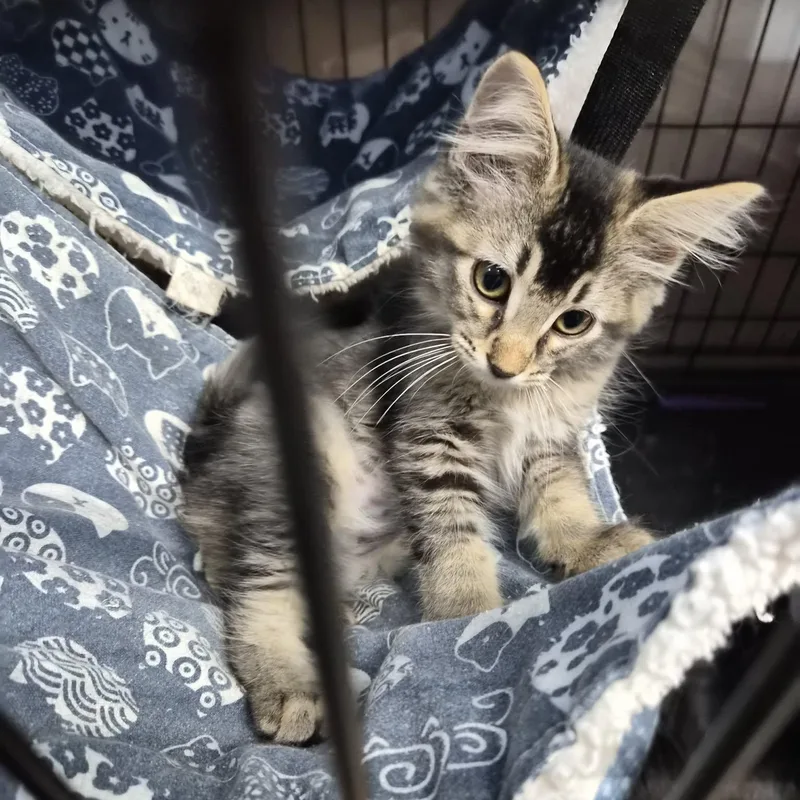 A baby small-sized male Tabby (Brown / Chocolate) Domestic Long Hair cat named Bosley& Jill for adoption in Bellmawr, NJ