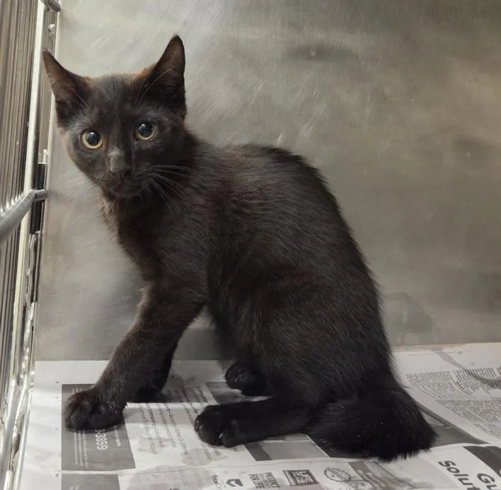 A baby small-sized male Domestic Short Hair cat named Ashby for adoption in Hagerstown, MD