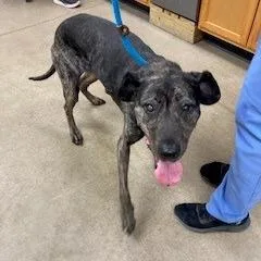 A senior medium-sized female Brindle Mixed Breed dog named Arrow for adoption in York, PA