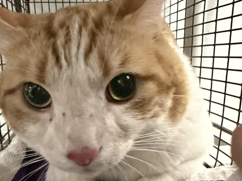 A young large-sized male Domestic Short Hair cat named Phoenix for adoption in Van Nuys, CA