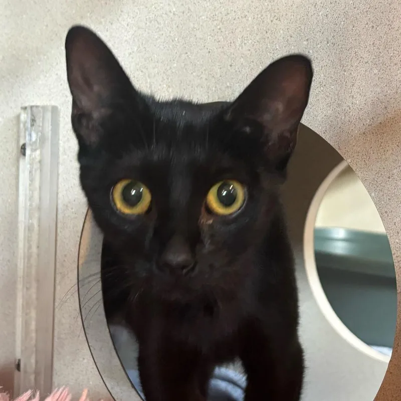 A young medium-sized female Black Domestic Short Hair cat named Hulu for adoption in Louisville, KY