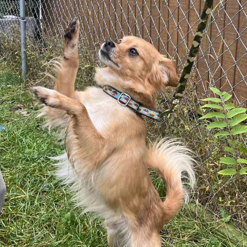 An adult small-sized male Yellow / Tan / Blond / Fawn Chihuahua dog named Bean for adoption in Saugerties, NY