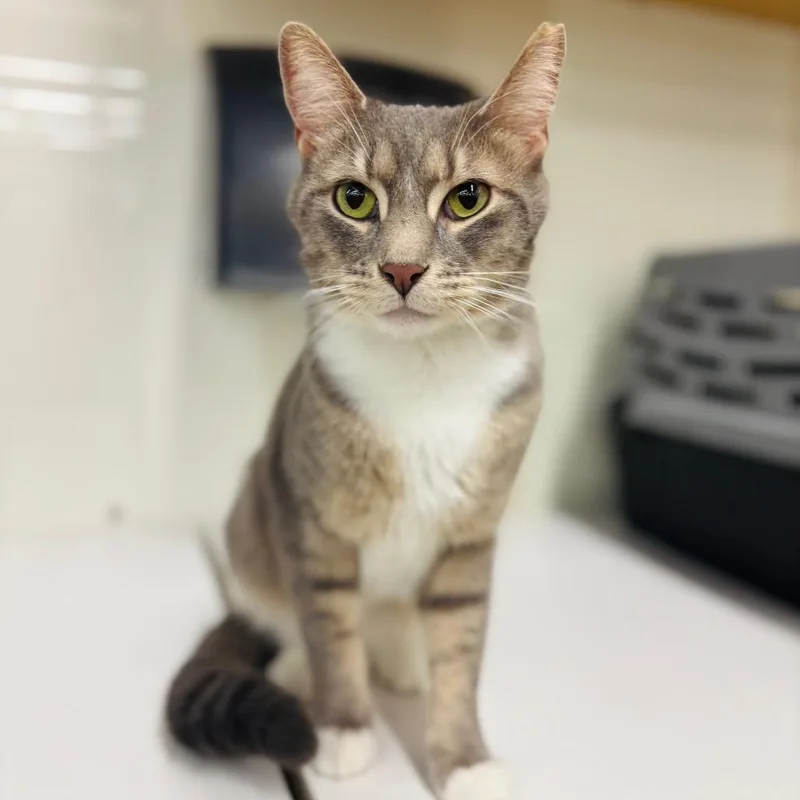 An adult small-sized male Gray / Blue / Silver Domestic Short Hair cat named Algernon for adoption in Woodbury, NJ