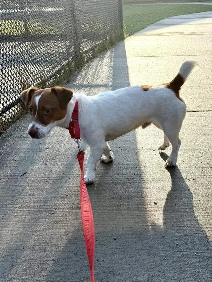 An adult medium-sized male Mixed Breed dog named Norman for adoption in Fairfax, VA