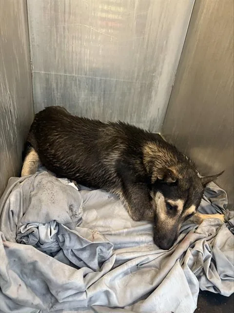 An adult medium-sized female German Shepherd Dog dog named Nancy for adoption in San Antonio, TX