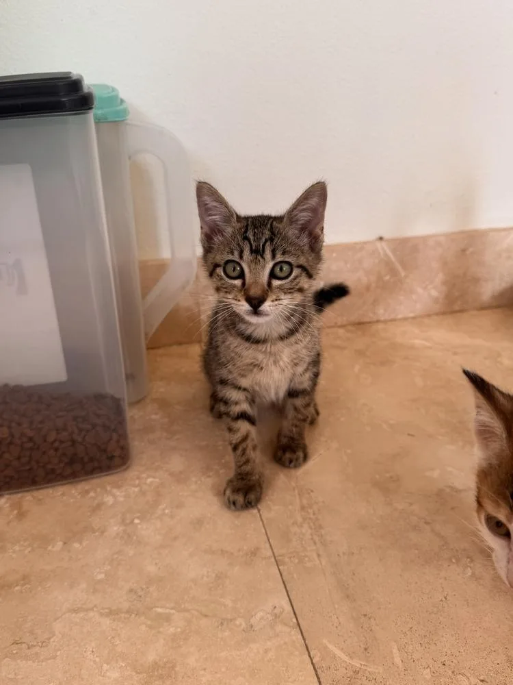 A baby small-sized male Tabby (Brown / Chocolate) Domestic Short Hair cat named Gordon for adoption in Wellington, FL