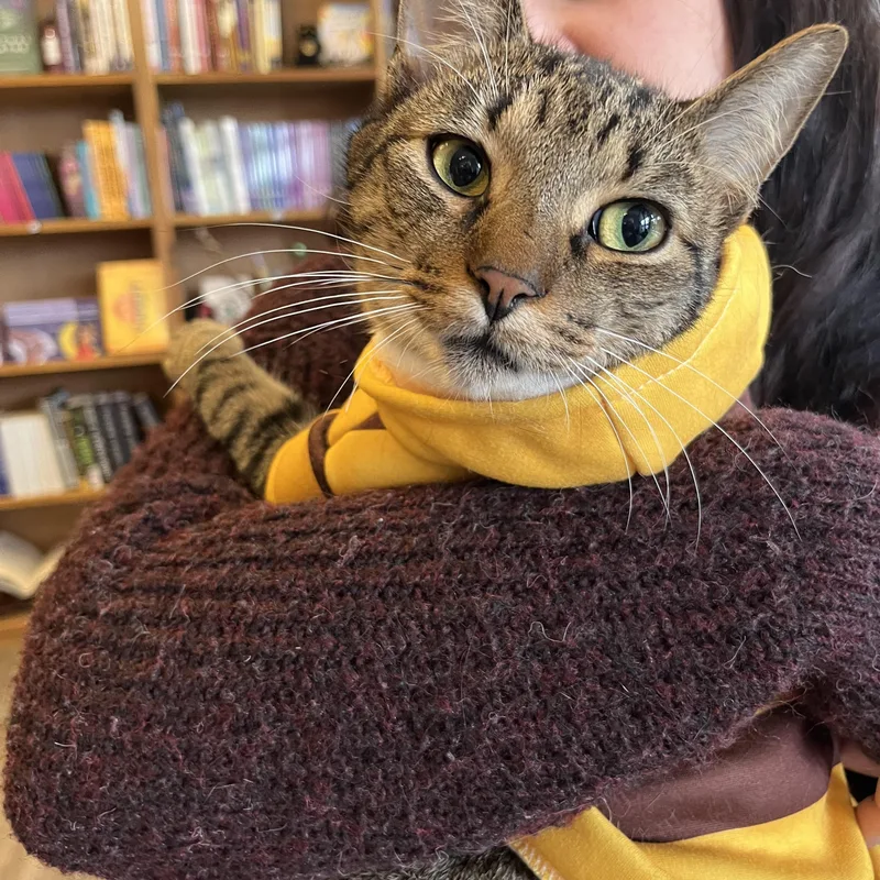 A young medium-sized male Tabby (Brown / Chocolate) Domestic Short Hair cat named Attila for adoption in Marion, NC