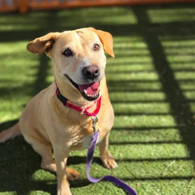 An adult large-sized female Labrador Retriever dog named Stella Rose for adoption in Las Vegas, NV
