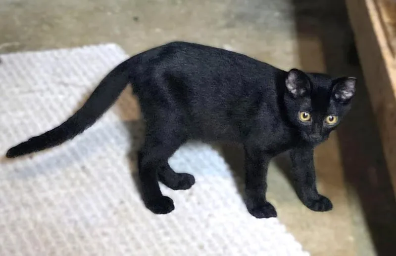 A baby medium-sized male Black Domestic Short Hair cat named Jinx for adoption in New Albany, OH