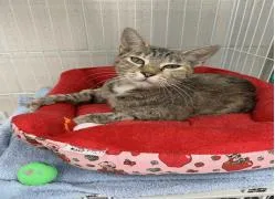 An adult medium-sized female Domestic Short Hair cat named Sierra for adoption in Largo, FL