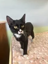A young medium-sized male Black & White / Tuxedo Domestic Short Hair cat named Calvin for adoption in Englewood, FL