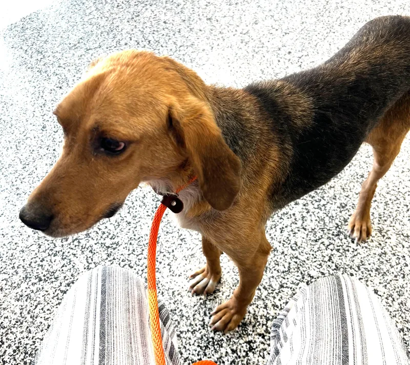 A young medium-sized male Bicolor Black and Tan Coonhound dog named Kentucky for adoption in Lexington, MA