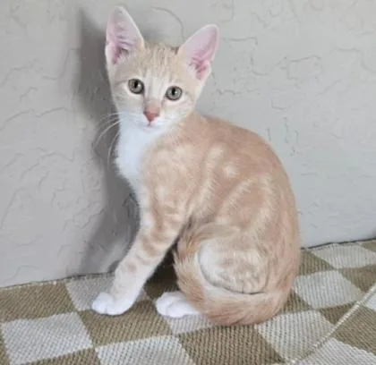 A baby medium-sized male Orange & White Domestic Short Hair cat named Crush for adoption in Warr Acres, OK