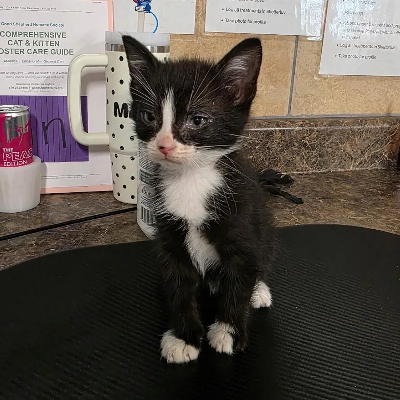 A baby small-sized male Black Domestic Short Hair cat named Bouncy for adoption in Eureka Springs, AR