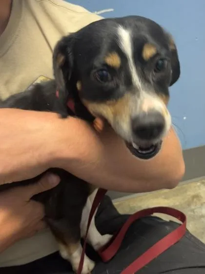 An adult medium-sized male Beagle dog named Dakota for adoption in Seneca, SC