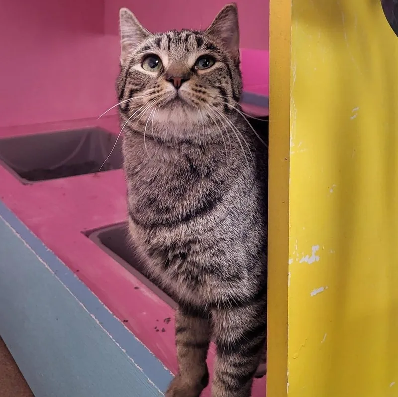 A young large-sized male Tabby (Brown / Chocolate) Domestic Short Hair cat named Bologna for adoption in Chilton, WI