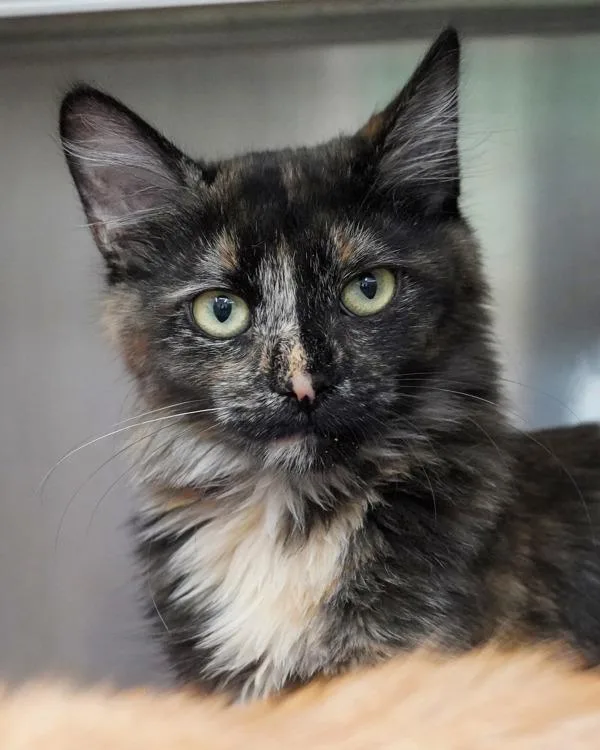 A young small-sized female Domestic Medium Hair cat named Jenna Rae for adoption in Novato, CA