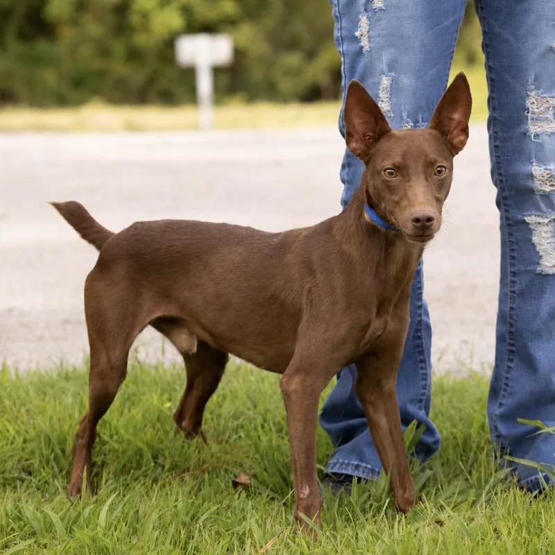 A young small-sized male Miniature Pinscher dog named Red for adoption in Dixon, KY