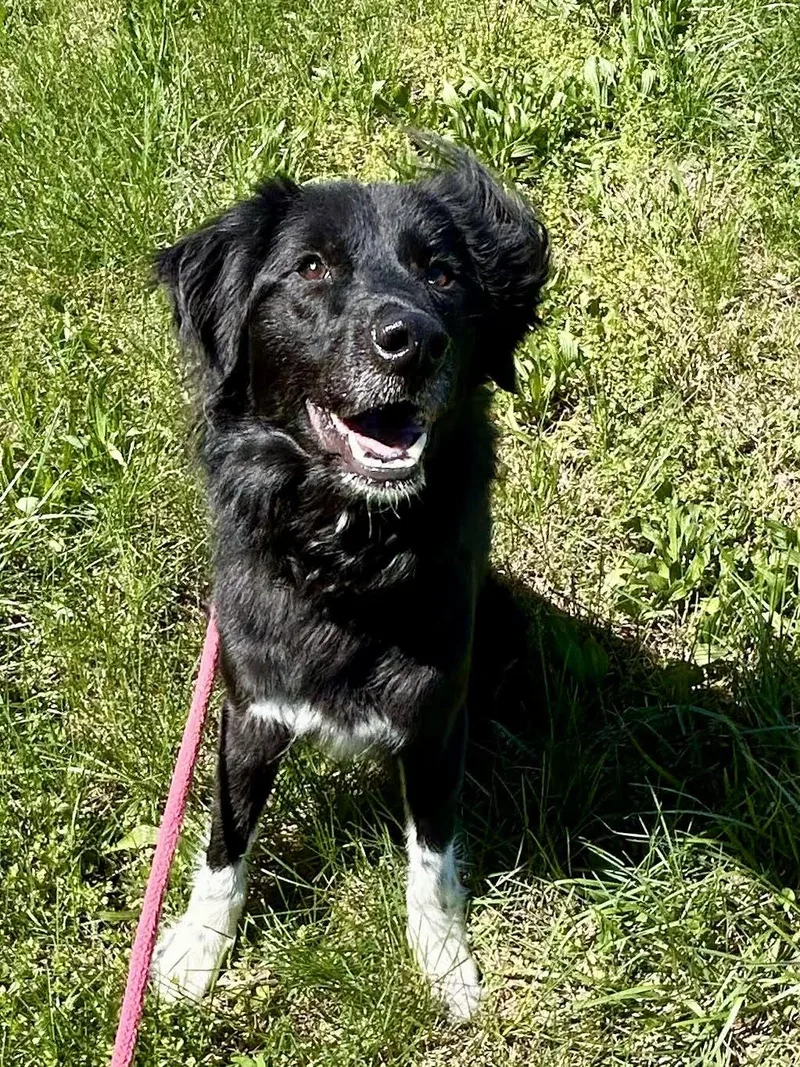 A young medium-sized female Black Border Collie dog named Myla for adoption in Salisbury, NC
