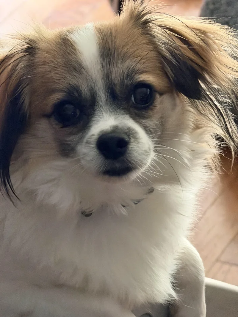 An adult small-sized male Chihuahua dog named Buddy Boy for adoption in Memphis, TN
