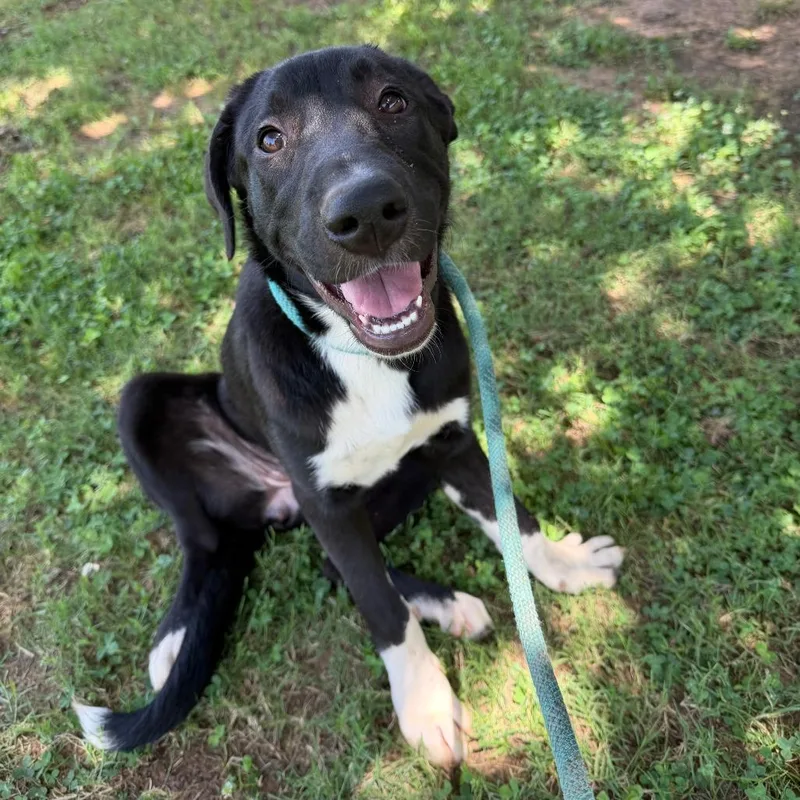 A baby medium-sized female Black Labrador Retriever dog named Hallie for adoption in Stillwater, OK